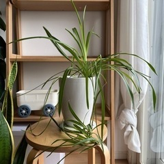 観葉植物　オリヅルラン　インテリア　グリーン　