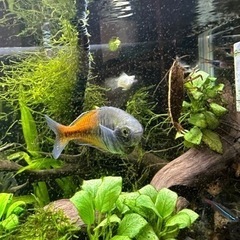 ハーフオレンジレインボー　熱帯魚