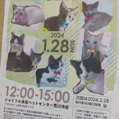 猫譲渡会　ジョイフル本田荒川沖店