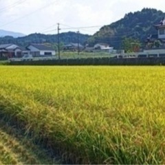 福岡県産夢つくし  令和5年 新米 減農薬米 お値下げ中