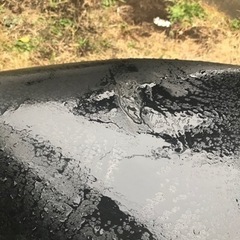 YAMAHA原付バイク GEAR (ネット決済可)