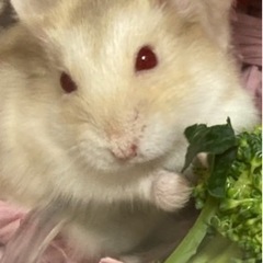 赤目キャンベルハムスター🐹生後4か月里親様募集