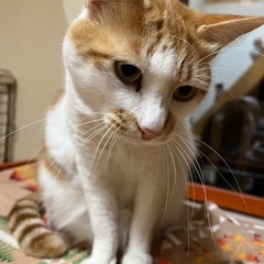 陽気な猫❣️TOさん − 千葉県