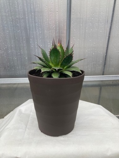 アガベ　観葉植物　多肉植物