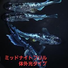 決まりました。【極上メダカ】🐠ミッドナイトフリル🐠体外光タイプ🐠...