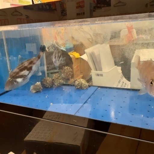 水槽　生け簀