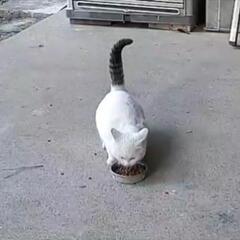 迷子猫  シロネコを探しています