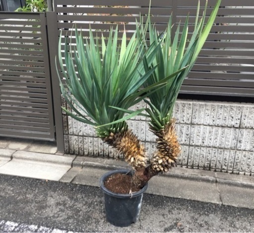 ユッカグロリオサ(ユッカレクルビフォリア)ダブルヘッド大株