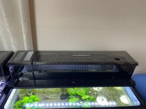 水槽 コリドラス ステルバイ 育成セット✨