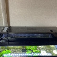 水槽　コリドラス　ステルバイ　育成セット✨