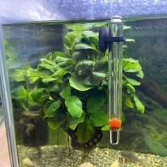 水槽　コリドラス　ステルバイ　育成セット✨