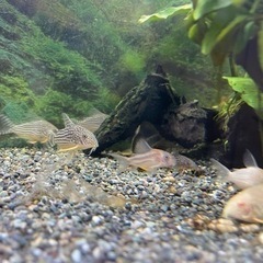 水槽　コリドラス　ステルバイ　育成セット✨