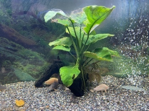 水槽 コリドラス ステルバイ 育成セット✨