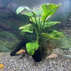 水槽　コリドラス　ステルバイ　育成セット✨