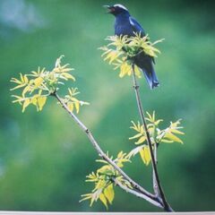 野鳥の写真カレンダー