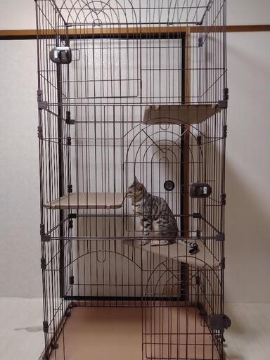 キャットゲージ３段