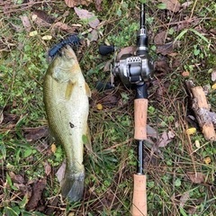 23カルカッタコンクエストBFS XG