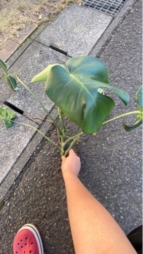 【観葉植物】モンステラ　　小さめ