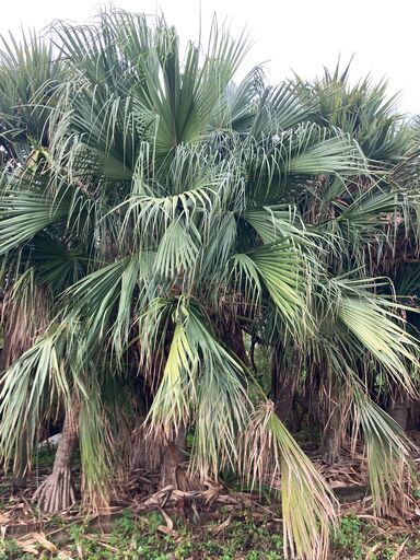 クバヤシ（ビロウヤシ）引き取り限定　樹齢30～40年物 クバヤシ（ビロウヤシ）引き取り限定 樹齢30～40年物