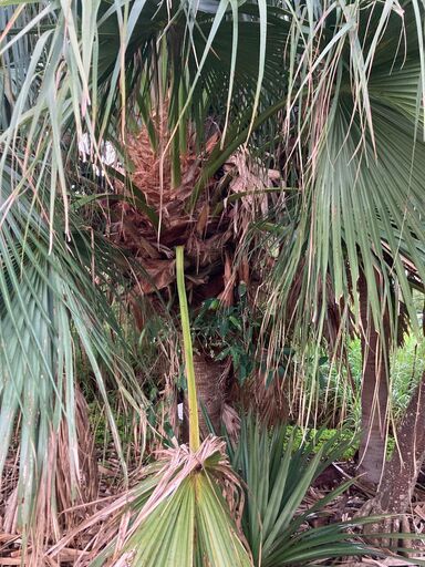 クバヤシ（ビロウヤシ）引き取り限定 樹齢30～40年物