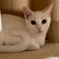 とても懐っこく美人さんになりました　白猫ココちゃん − 静岡県