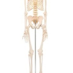 【全身骨格模型】等身大 骨格模型 