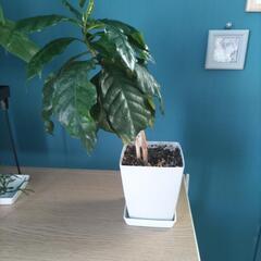 ②(観葉植物)コーヒーノキ/コーヒーの木ㅤ鉢植えㅤ３号鉢