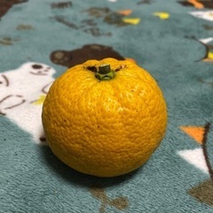 柑橘　ジャバラ　実
