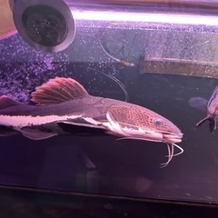 熱帯魚