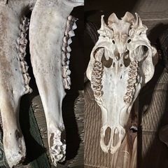 鹿 頭蓋骨と角 ニホンジカ