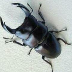 【貫太様とお話し中❗】オススメ❗SRペア　ホペイペア