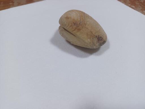貝の化石(状態良)2024.1.21時点写真有 - その他 