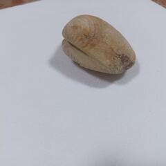 貝の化石(状態良)2024.1.21時点写真有