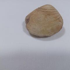 貝の化石(状態良)2024.1.21時点写真有