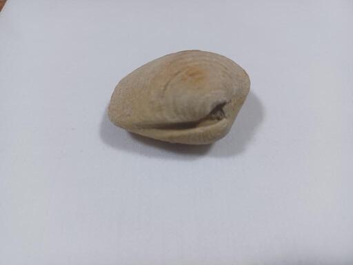 貝の化石(状態良)2024.1.21時点写真有 - その他 