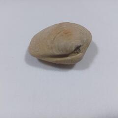 貝の化石(状態良)2024.1.21時点写真有