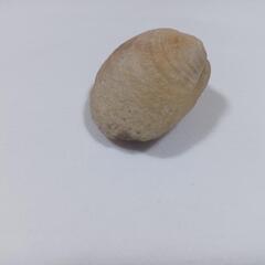 貝の化石(状態良)2024.1.21時点写真有