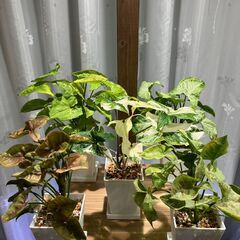 観葉植物 シンゴニウム5種セット