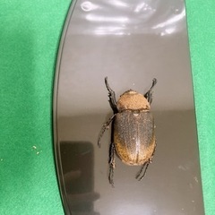 ヘラクレス.ヘラクレス ペア 死虫