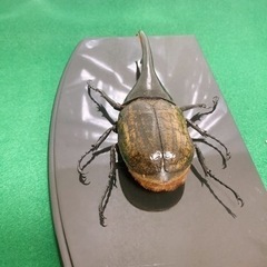 ヘラクレス.ヘラクレス ペア 死虫