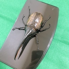 ヘラクレス.ヘラクレス ペア 死虫