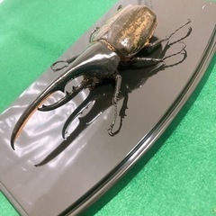 ヘラクレス.ヘラクレス ペア 死虫