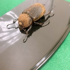 ヘラクレス.ヘラクレス ペア 死虫