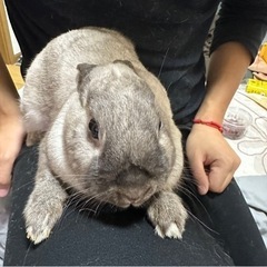 うさぎ　ネザーランドドワーフ　3歳　里親募集 − 岐阜県