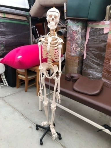 人体骨格標本 等身大サイズ約170cm　スタンド付き