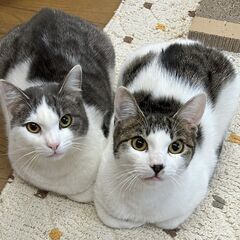 生後8ヶ月 白グレー★キジシロ 兄弟猫★とっても愛らしい顔立ち   - 猫