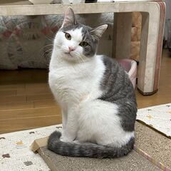 生後8ヶ月 白グレー★キジシロ 兄弟猫★とっても愛らしい顔立ち  の画像