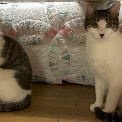 生後8ヶ月 白グレー★キジシロ 兄弟猫★とっても愛らしい顔立ち   − 静岡県