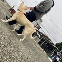 犬のしつけ、トレーニング等でお困りの方 - 熊本市