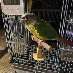 ウロコインコ鳥商談中